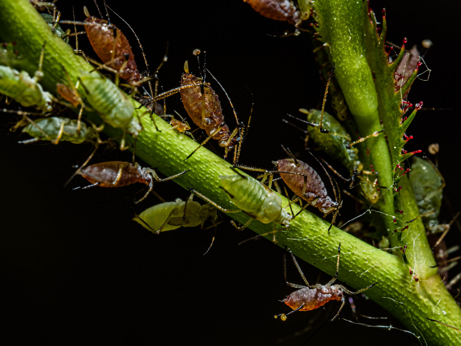 Aphids on Plant