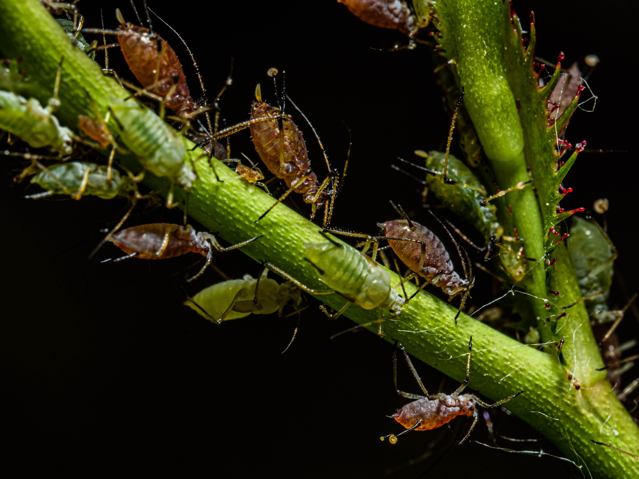 Aphids on Plant