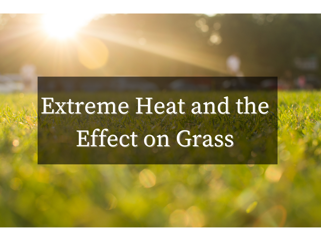 Extreme Heat and the Effect on Grass