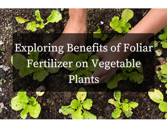 Benefits of Foliar Fertilizer on vegetable plants