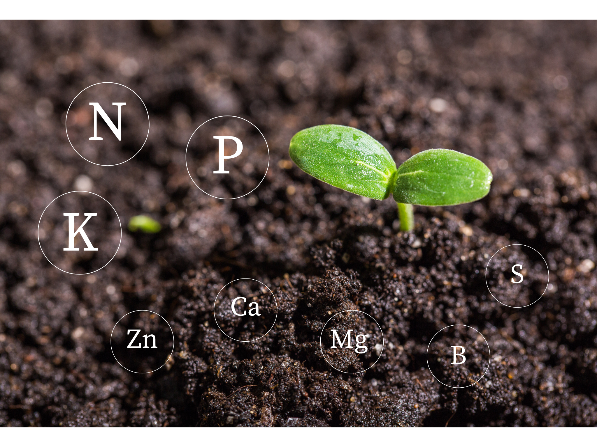 The Role of Nutrients in Turf & Horticulture