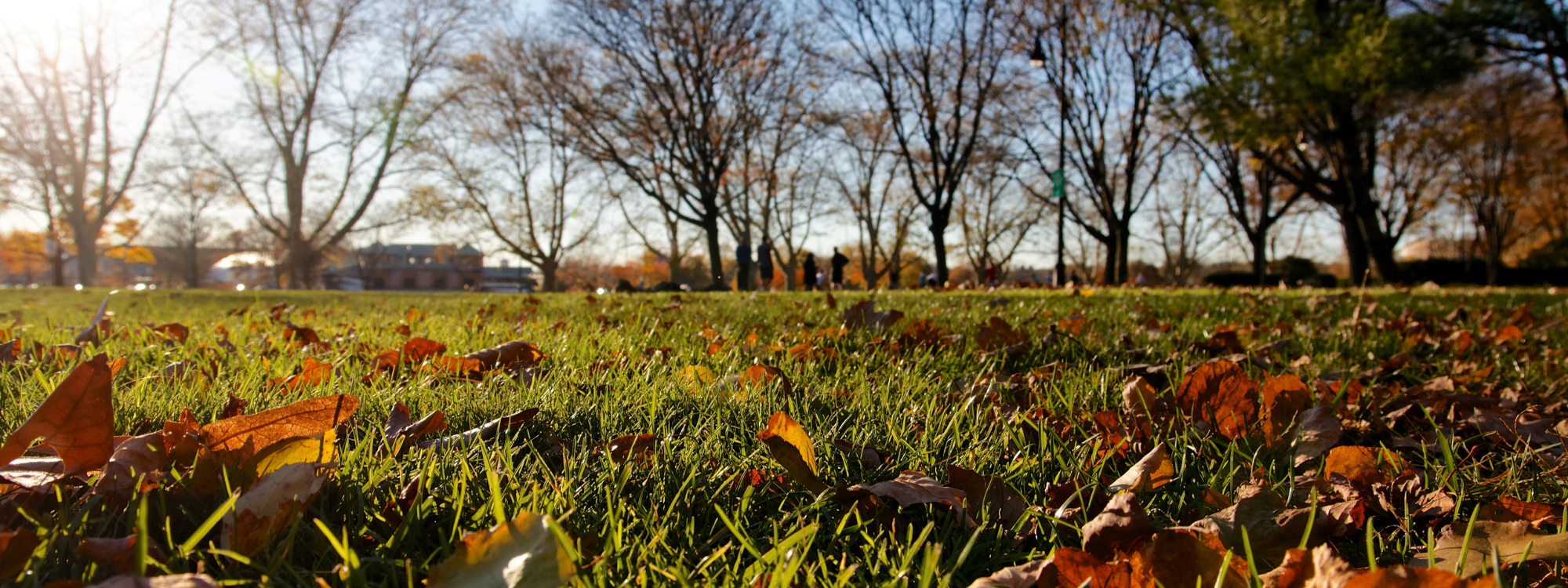 The Crucial Role of Potassium: Nourishing your Lawn in the Fall